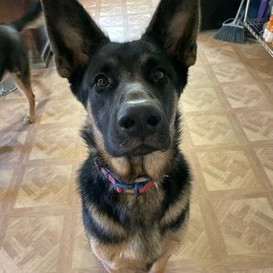 Meet your Posher, Asaya